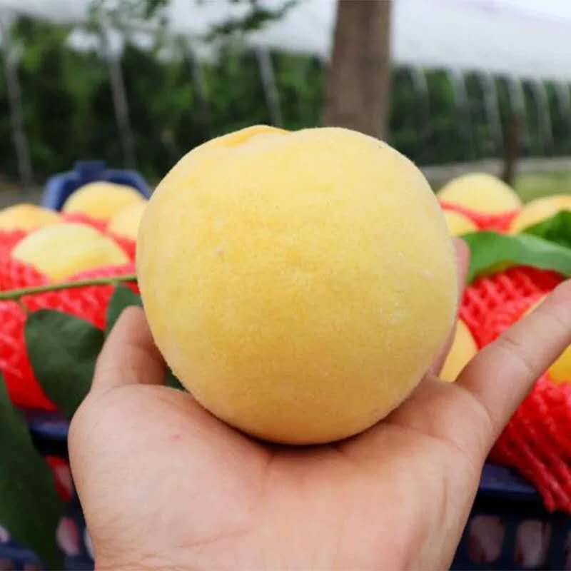 天门黄桃苗价格_黄桃树苗种植技术