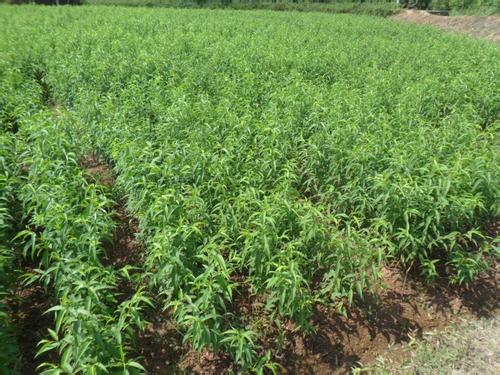 天门桃子苗价格_黄桃树苗种植技术