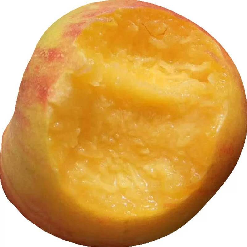 大足桃子树苗价格_黄桃树苗厂家***价格