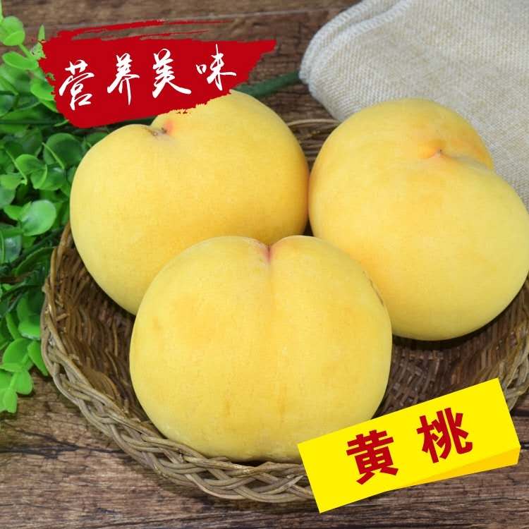 天门黄桃苗价格_黄桃树苗种植技术