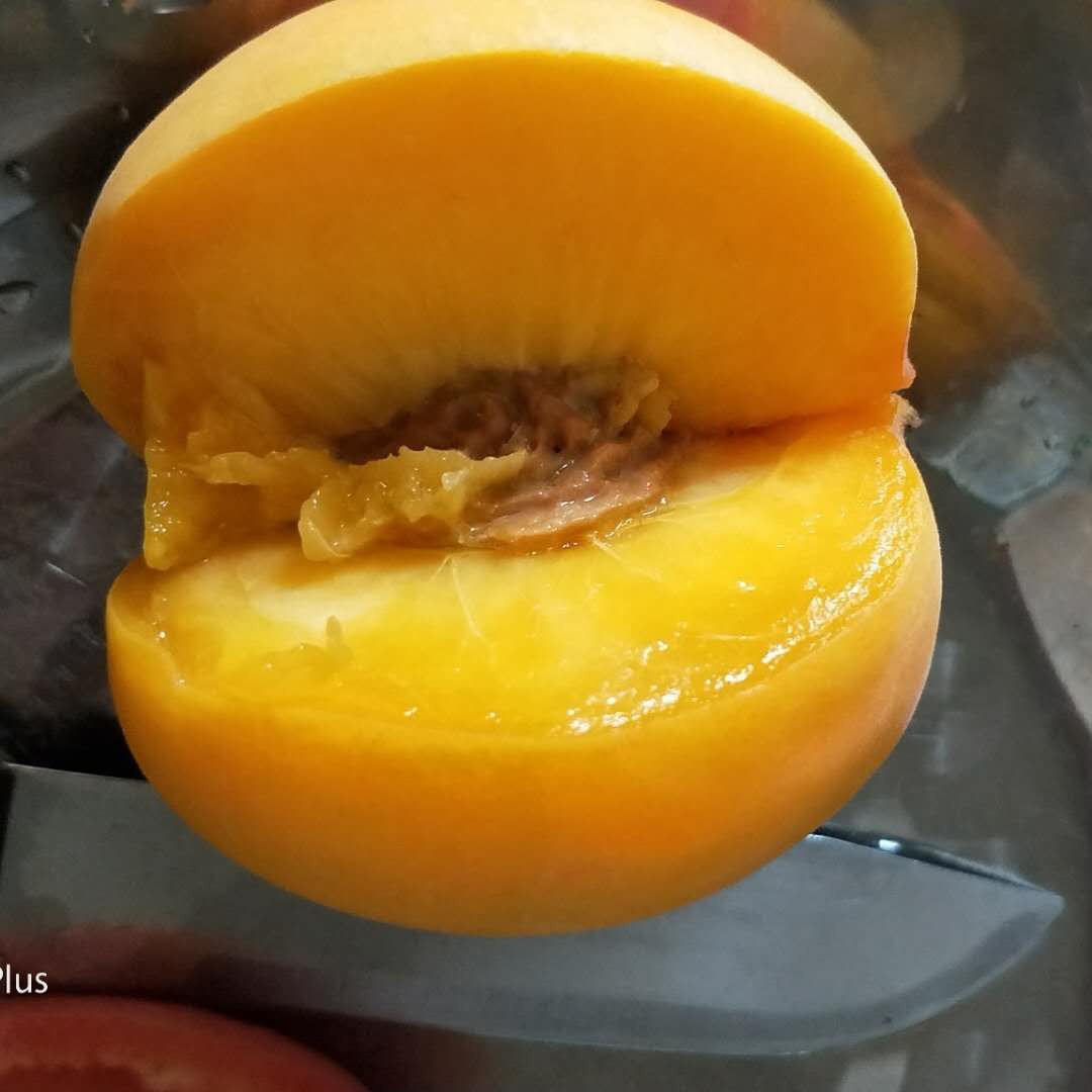 天门黄桃苗价格_黄桃树苗种植技术