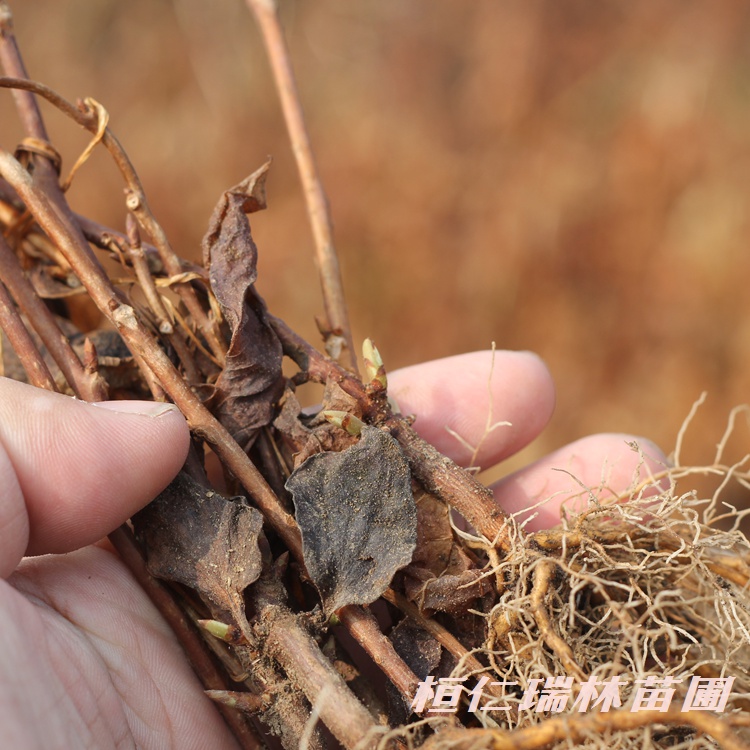 五味子苗供应_辽宁五味子树苗批发_五味子小苗价格_瑞林苗圃