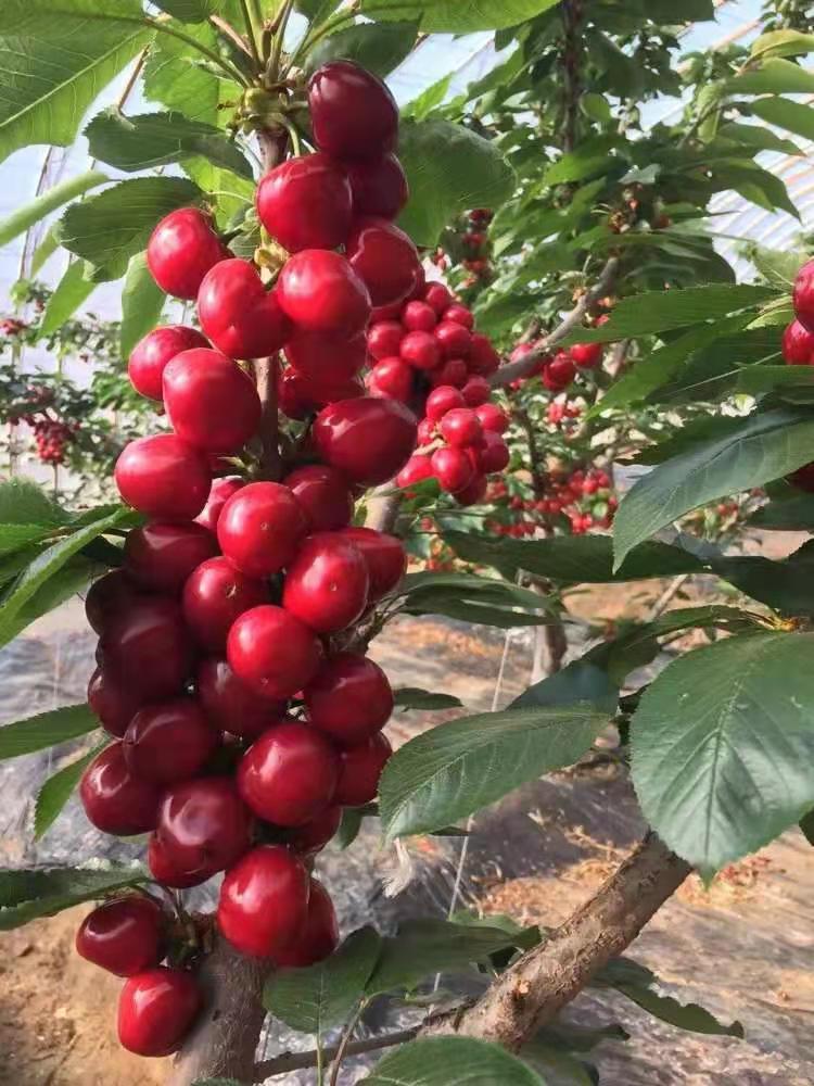 云南车厘子苗哪家专业，供应车厘子树苗基地