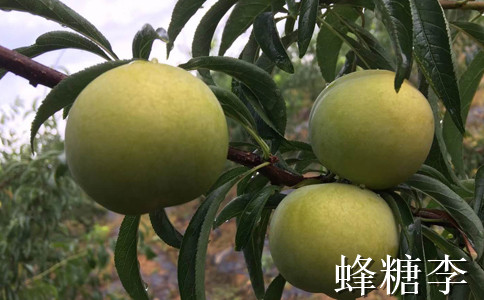 贵州李子树苗多少钱，蜂糖李子苗批发销售