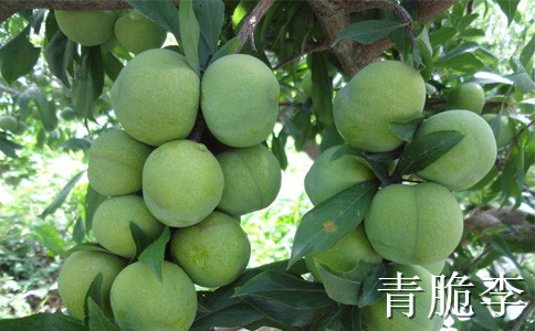 早熟李子苗批发，晚熟李子树苗价格，青脆李树苗销售