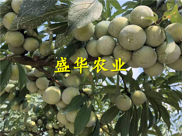 陕西汉中五月脆李子树苗价格、五月脆李子树苗株单价。