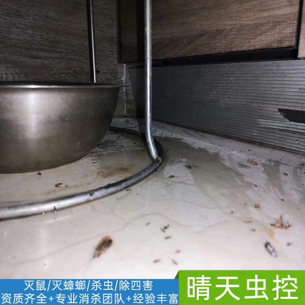 合肥杀虫公司-「晴天虫控」***靠谱
