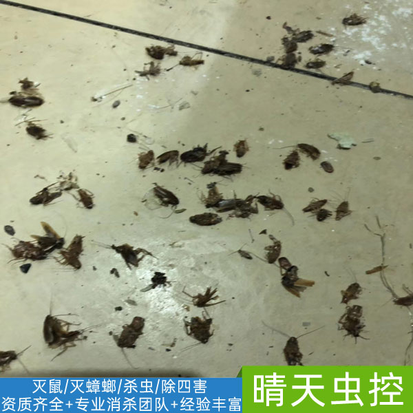 合肥灭蟑螂公司哪家好-「晴天虫控」***团队