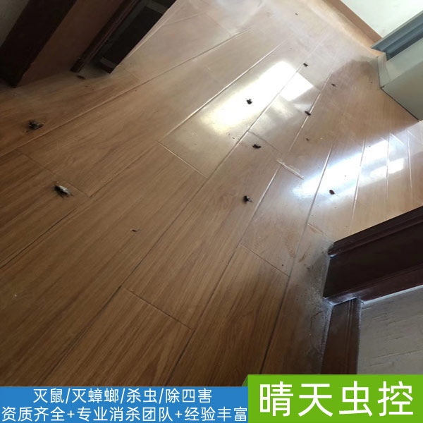 合肥灭蟑螂哪家好-「晴天虫控」***科学治理