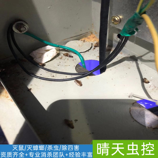 合肥***灭蟑螂公司-「晴天虫控」灭光灭净