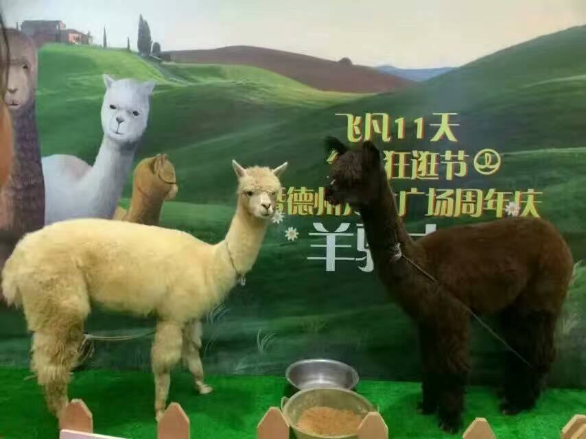 网红人气可爱萌宠展合作租赁