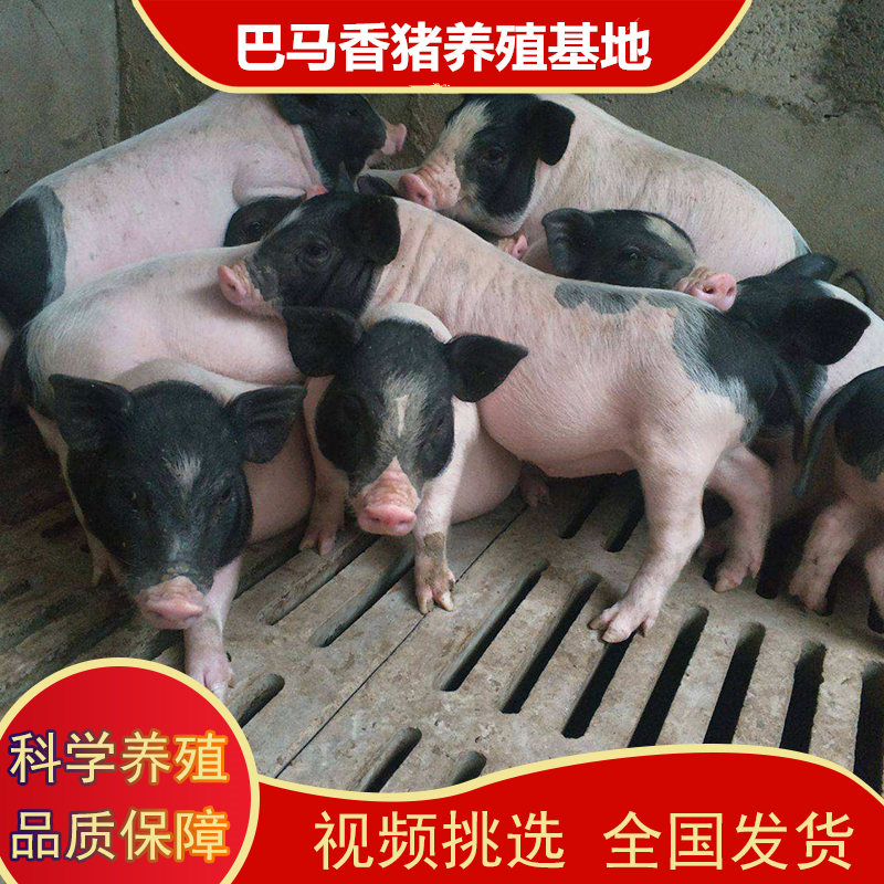 巴马香猪养殖场 批发巴马香猪猪仔 哪里有卖巴马香猪的