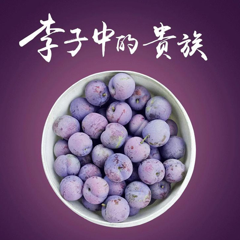开县凤凰李树苗_开县凤凰李树苗现挖现卖_开县凤凰李树苗报价
