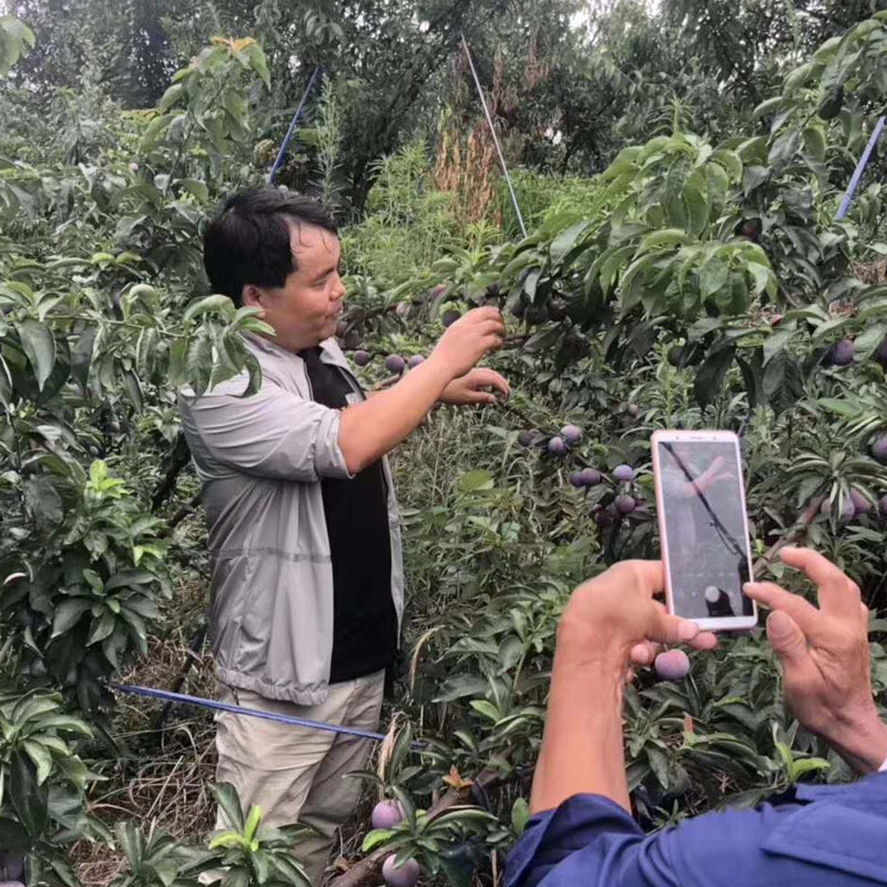 开县凤凰李树苗_开县凤凰李树苗现挖现卖_开县凤凰李树苗报价
