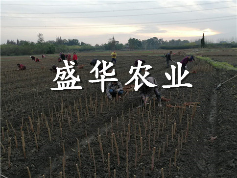 凤凰李苗批发厂家。凤凰李苗苗木批发_
