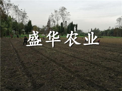 凤凰李苗批发厂家。凤凰李苗苗木批发_
