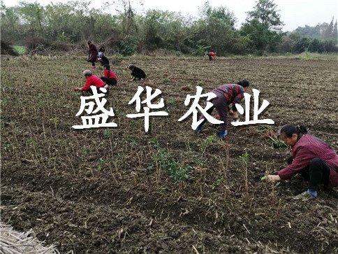 凤凰李苗批发厂家。凤凰李苗苗木批发_