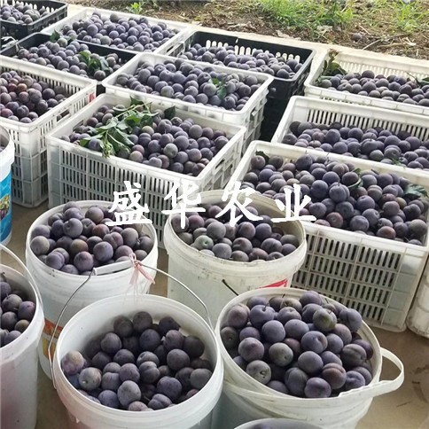 凤凰李苗批发厂家。凤凰李苗苗木批发_