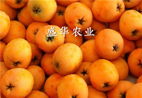 枇杷苗怎么培育-大五星枇杷树苗哪里有。