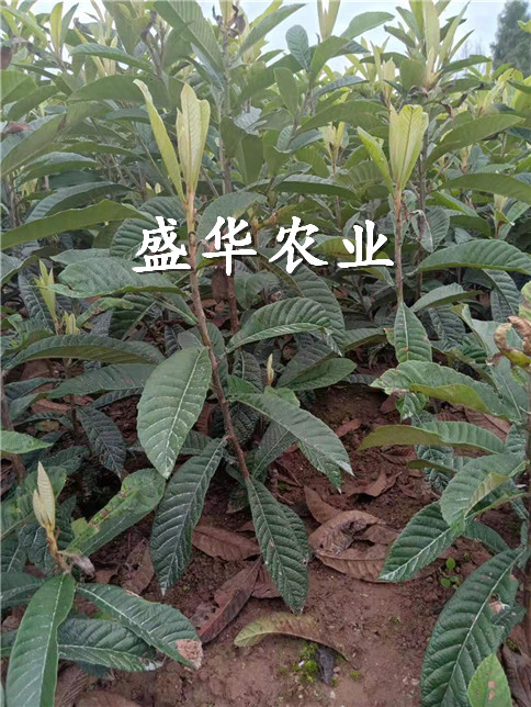 枇杷苗怎么培育-大五星枇杷树苗哪里有。