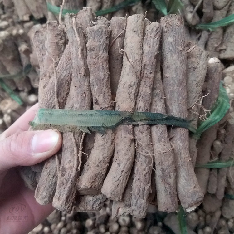 河南泡桐种根泡桐根泡桐树根泡桐树种根华桐树种根绿桐树种子