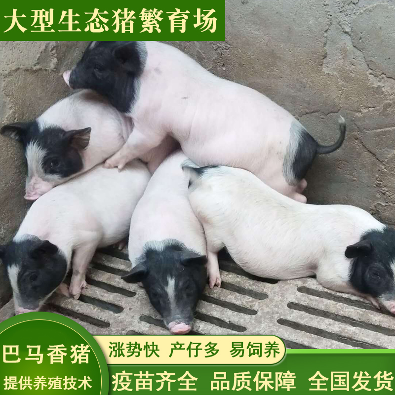什么地方有卖巴马香猪的 巴马香猪什么地方有卖的