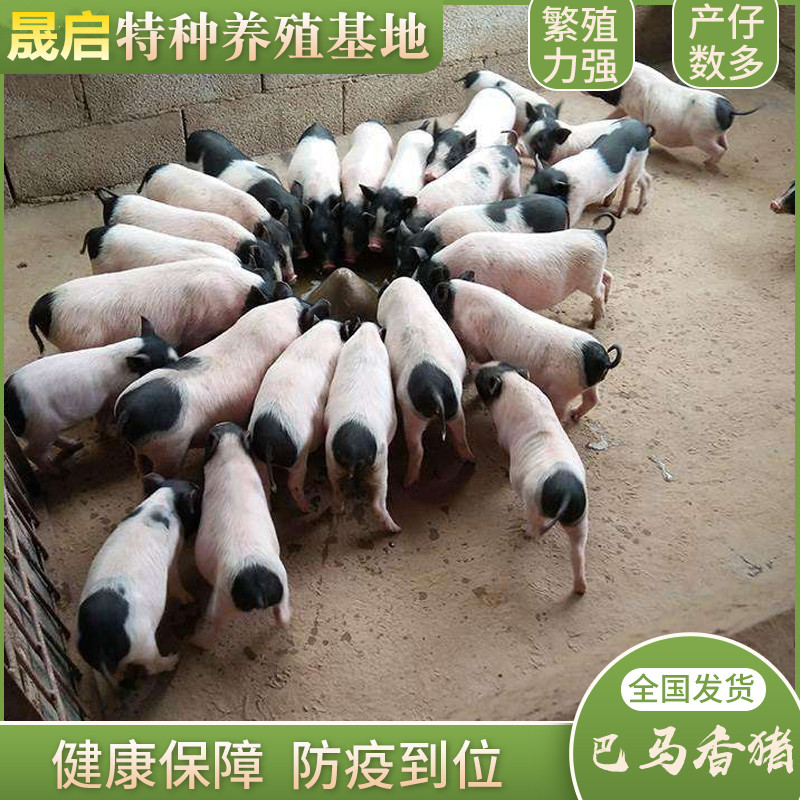 在哪可以买到巴马香猪 巴马香猪在哪可以买到