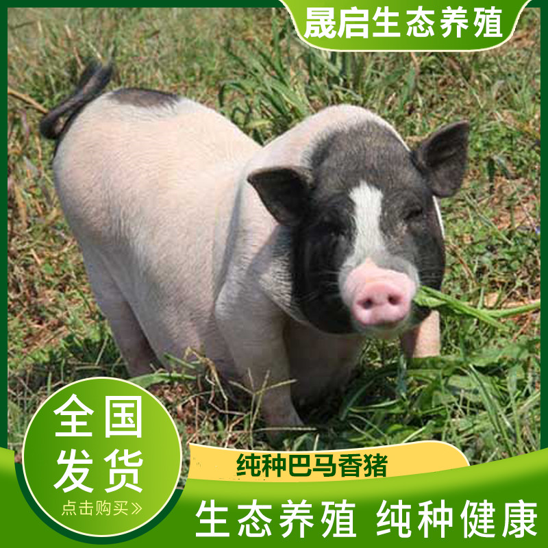 哪里有卖巴马香猪的 卖巴马香猪的厂家