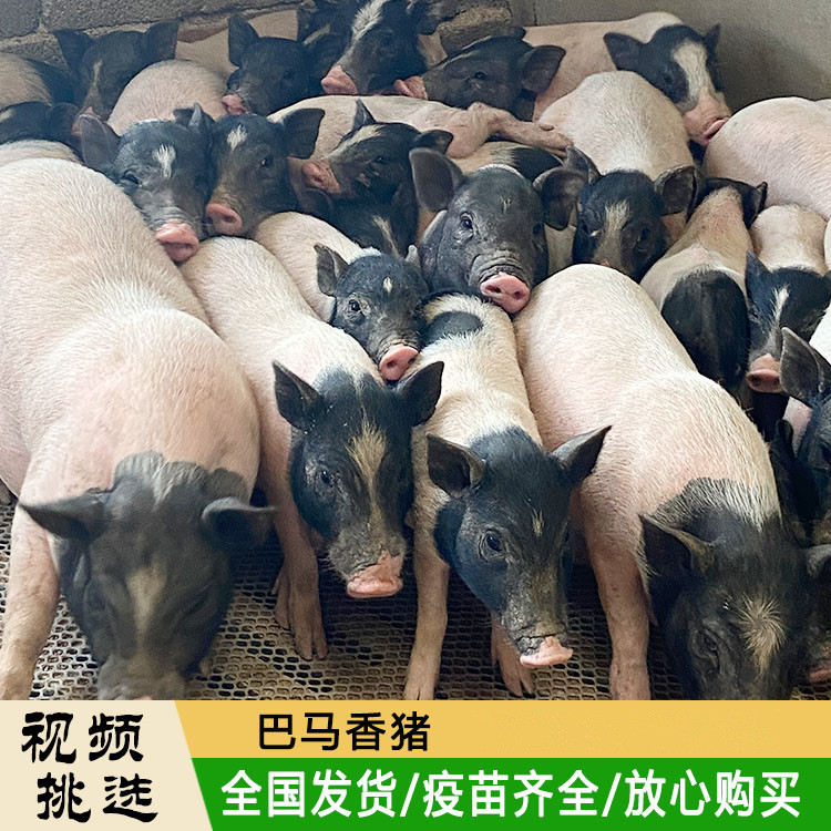 巴马香猪多少钱一头 1头巴马香猪多少钱