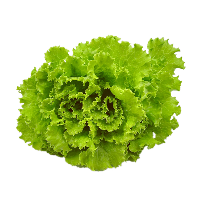 罗莎绿生菜新鲜花叶花边西餐配菜果蔬绿色蔬菜沙拉火锅食材