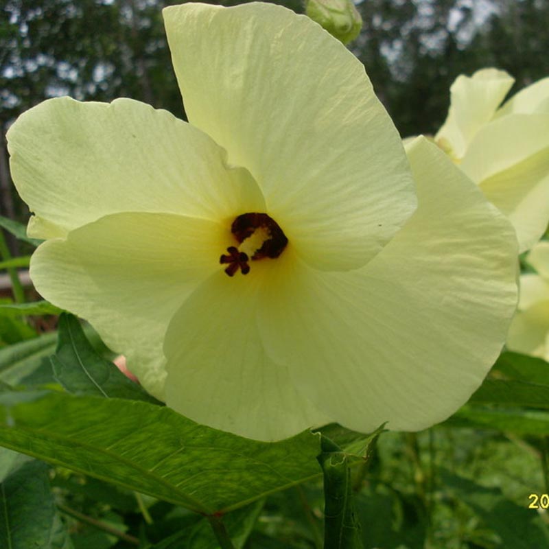 ***金花葵种子 菜芙蓉 野芙蓉茶 特种种植 四季盆栽
