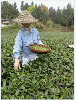 三门福安红茶厂家批发茶叶价格岩茶