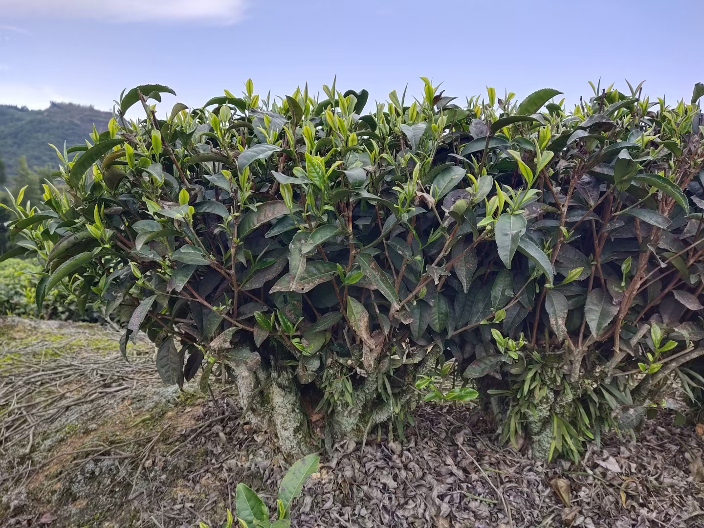永康福安白茶厂家批发茶叶价格岩茶