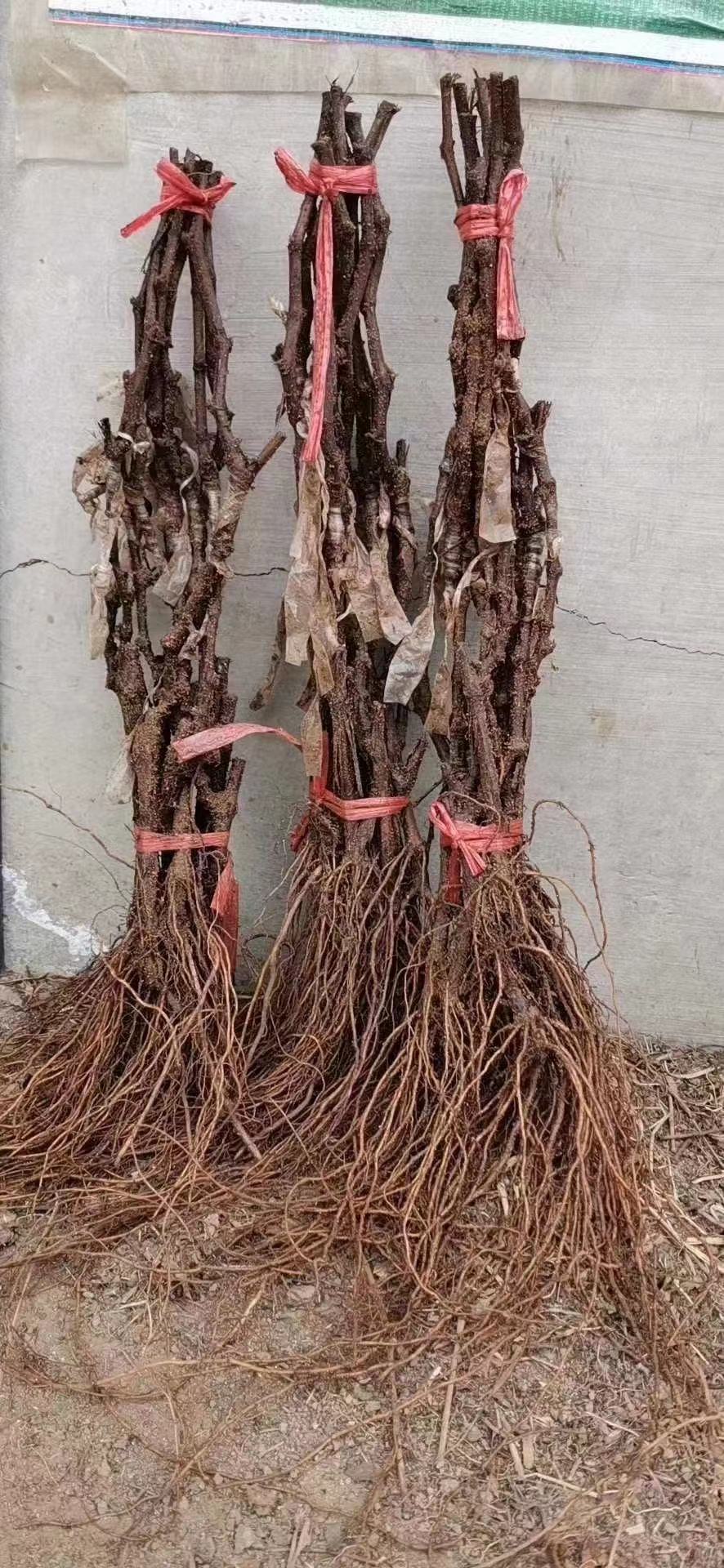 着色香无核剂 授粉药 闭花药 出售茉莉香葡萄苗