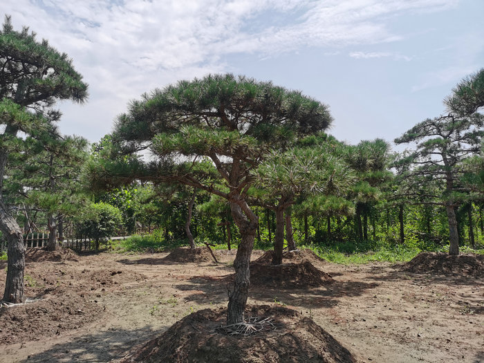 泰安造型松，泰安迎客松，泰安黑松盆景，泰安庭院松