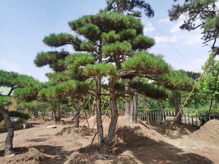 山东泰安造型景松