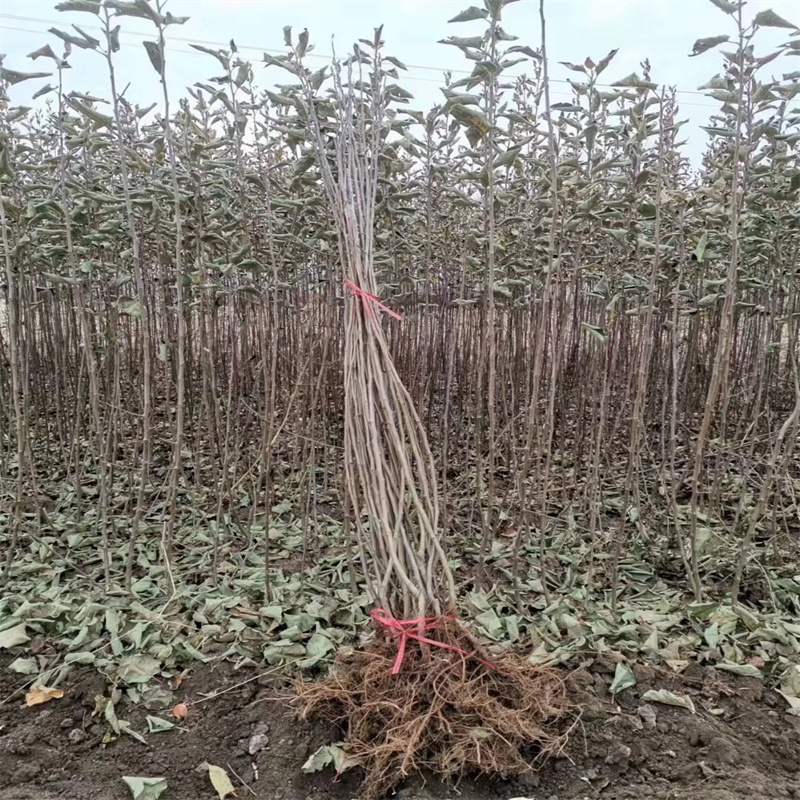 吉林鸡心果苗基地 出售抗寒鸡心果树苗