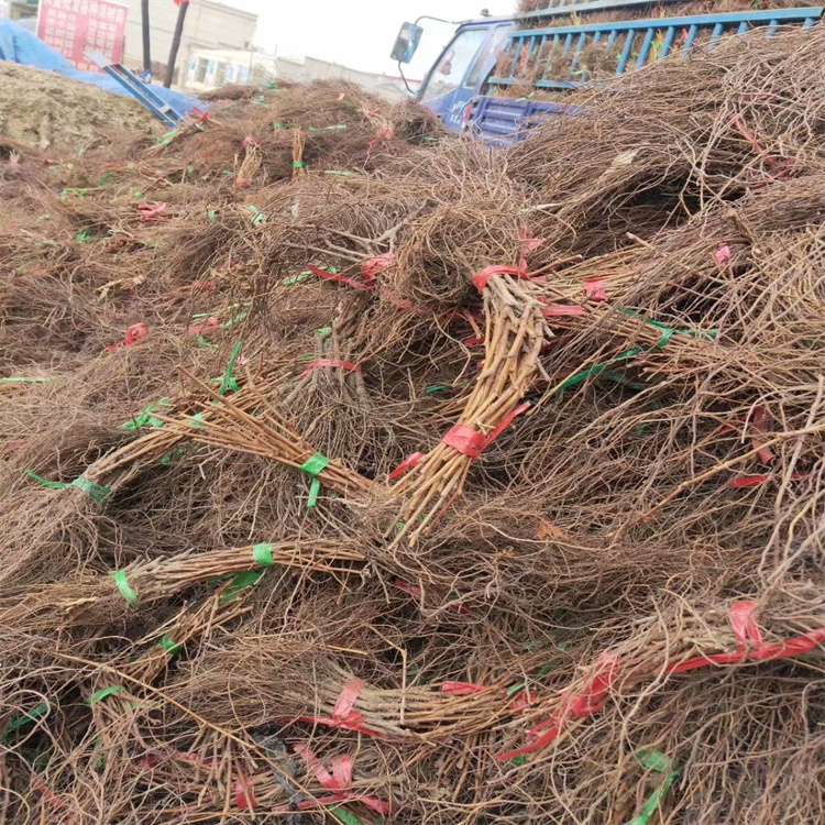 吉林山葡萄苗 出售贝达苗 抗寒冷贝达葡萄苗基地