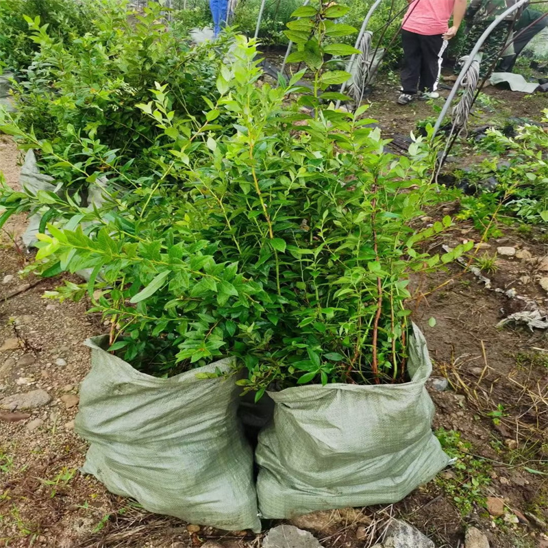 吉林蓝莓苗基地 出售大杯60-1.2米蓝莓苗结果树苗