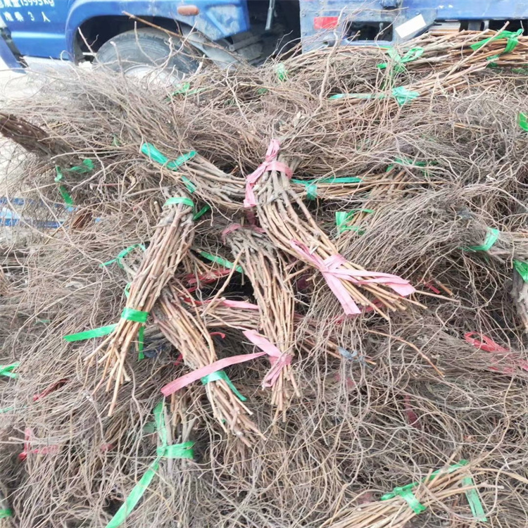 吉林贝达葡萄苗 出售占地苗多年生大葡萄树 现用现挖易成活