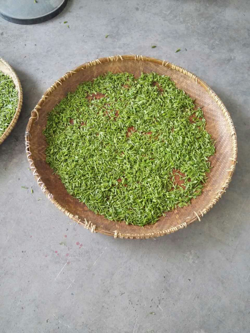 山东康来供应微波光波茶叶杀青机,杀的透汤色好