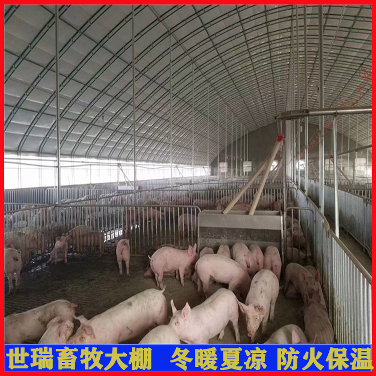 搭建环保养猪大棚 猪舍大棚建设 黑猪养殖大棚施工规划